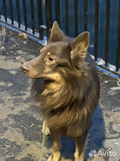 Выгул собак,няня,догситтер