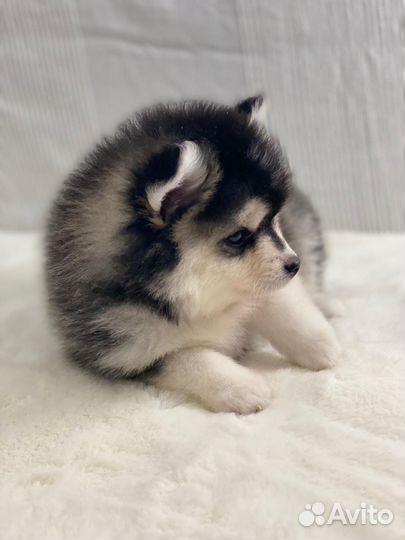 Микро помски- померанский мини хаски