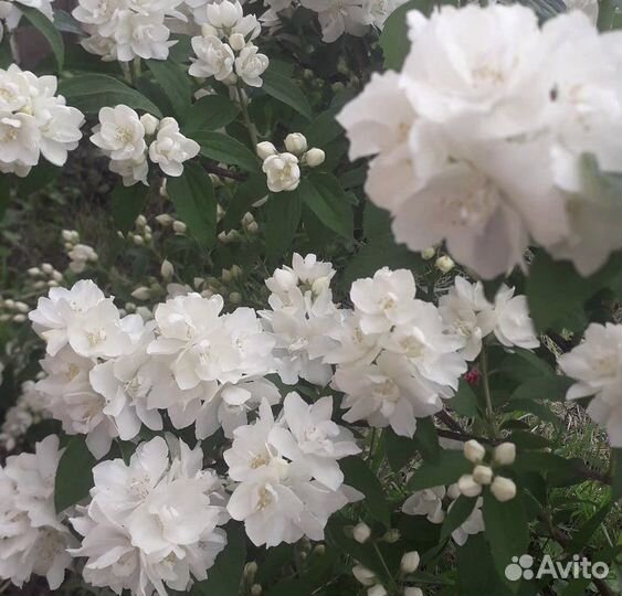 Жасмин садовый (чубушник)