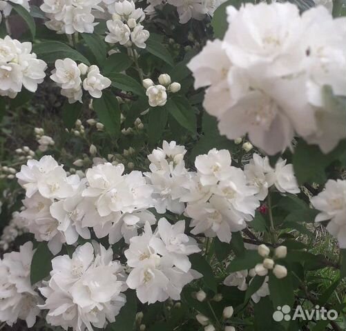Жасмин садовый (чубушник)