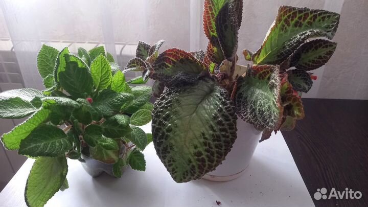 Продам цветы комнатные:кислица,маранта,герань