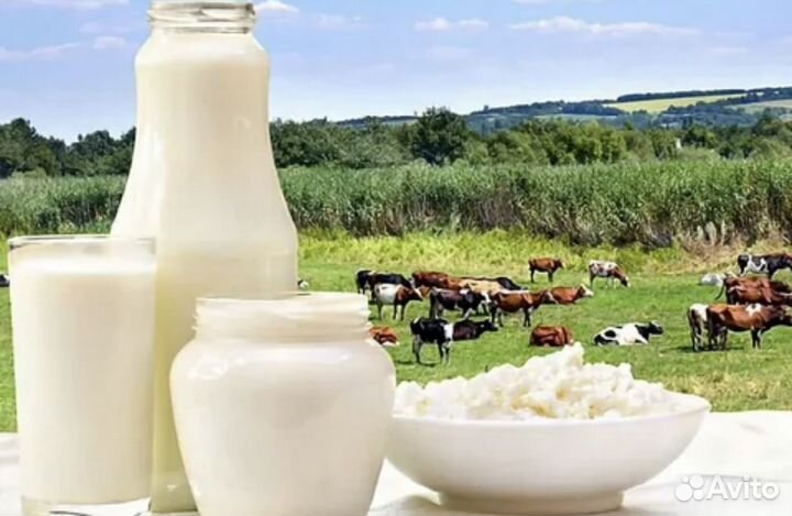 Свежее коровье молоко