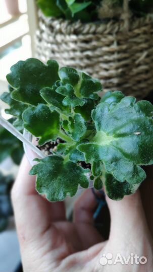 Фиалки детки новинки коллекции