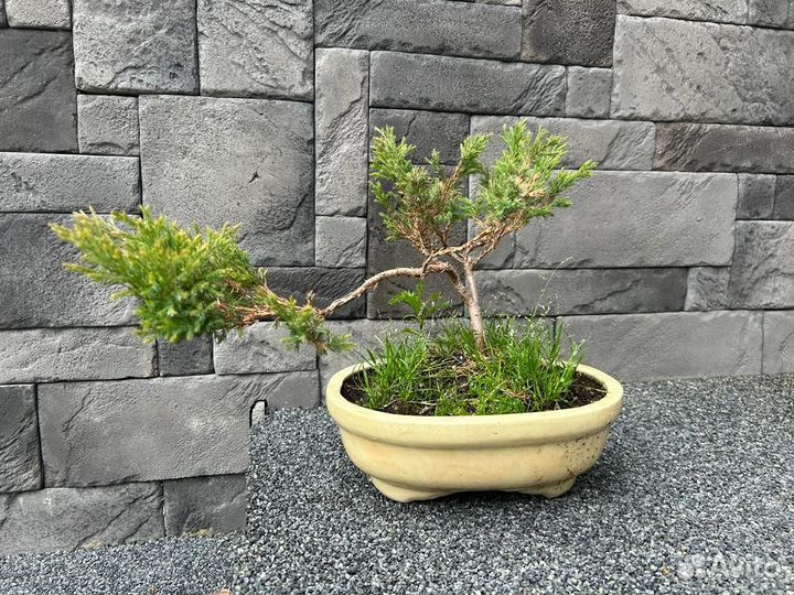 Можевельник