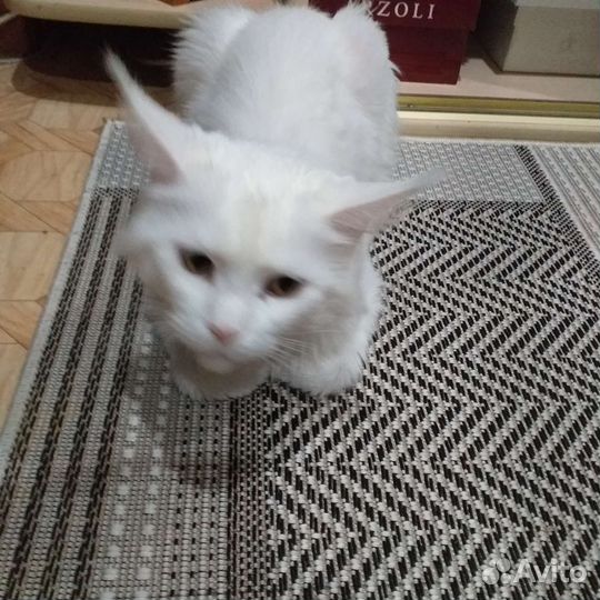 Кошки майкун