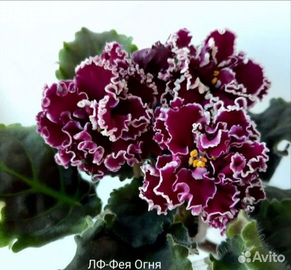 Фиалка лист срез