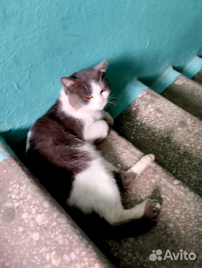 Красавец котик