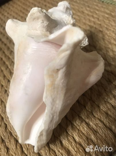 Ракушка морская большая