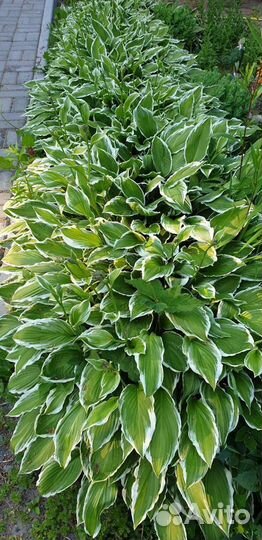 Хоста растение