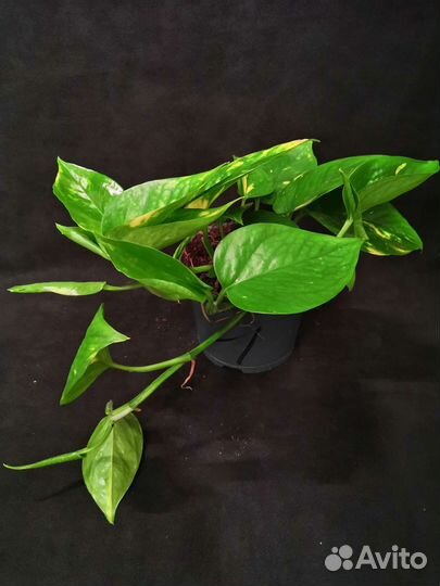 Сциндапсус эпипремнум золотистый