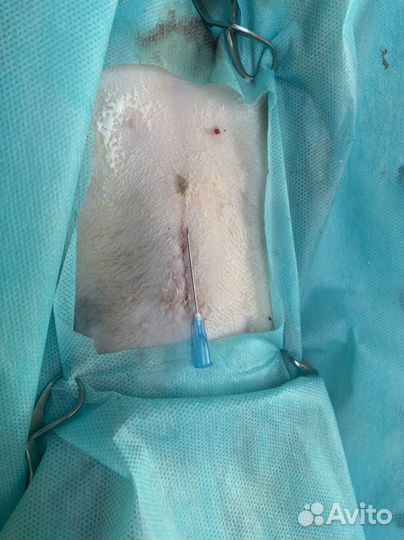 Ветеринарные услуги