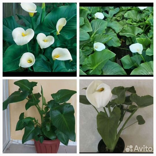 Цветок Калла белая