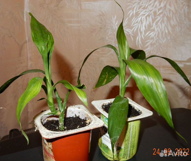 Комнатные растения (излишки)