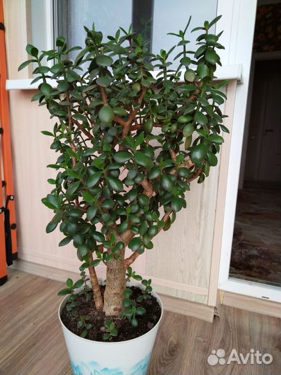 Денежное дерево толстянка