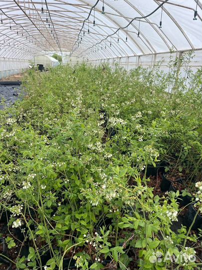 Саженцы голубика Блюкроп