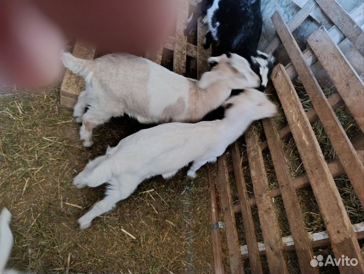 Дойные Зааненские и Нубийские козы и козлята