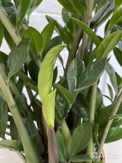 Замиокулькасы