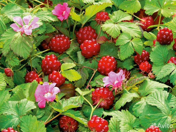 Княженика сортовая