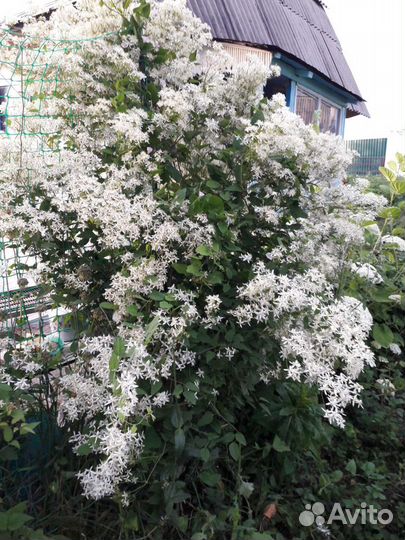 Клематис мелкоцветковый Ломонос