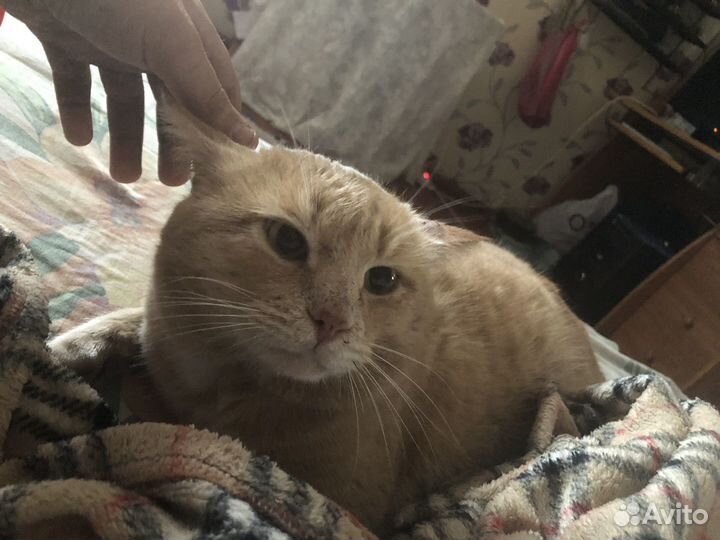 Продам кота кекса