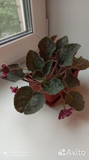 Фиалка темно-бордовая с белой каймой