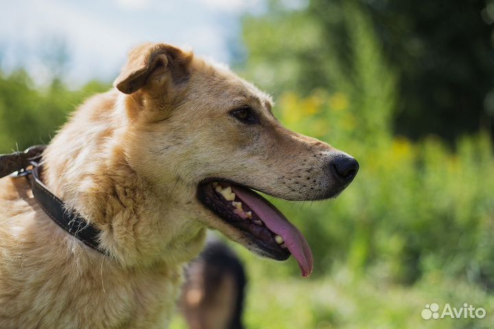 Метис лабрадора блонди в дар
