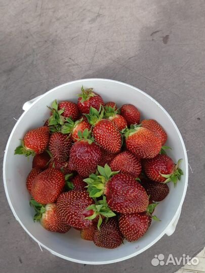 Усы клубники 