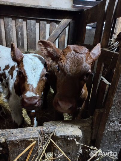 Телочки айширской породы