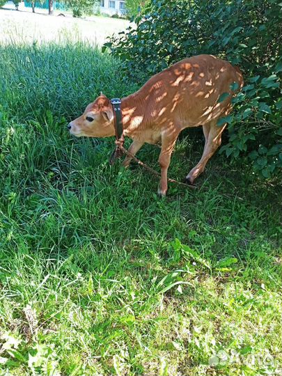 Продается телочка Джерси