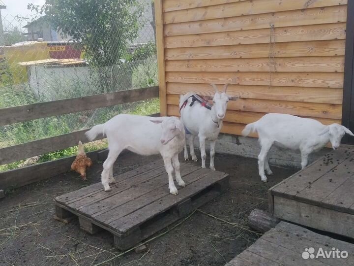 Зааненские козлята