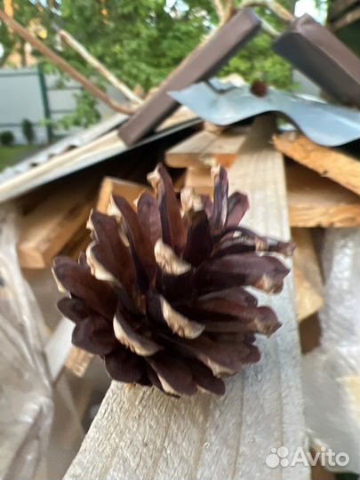 Шишки сосновые
