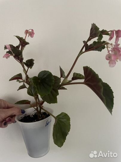 Бегония вечноцветущая