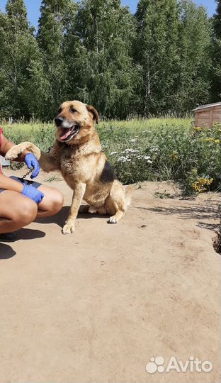 Пес Амур в добрые руки
