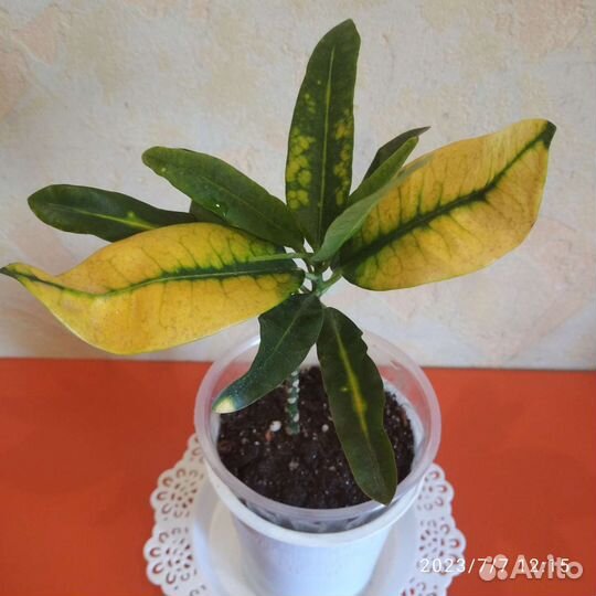 Кротон миссис-айстон, вилма