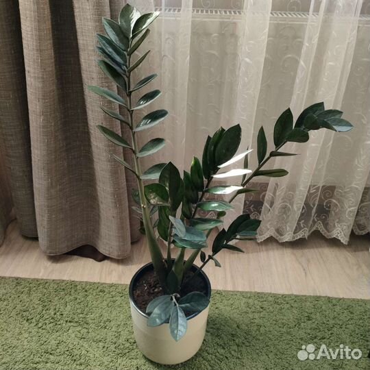 Замиокулькас Супер Нова