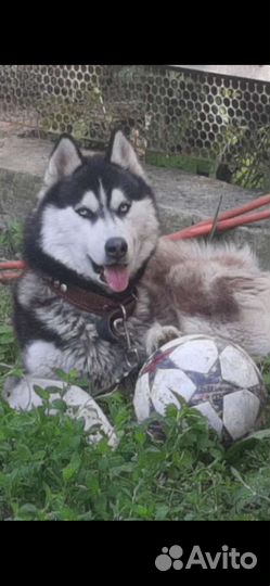 Вязка. Хаски