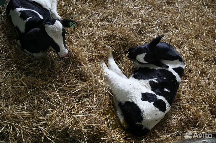 Телята бычки