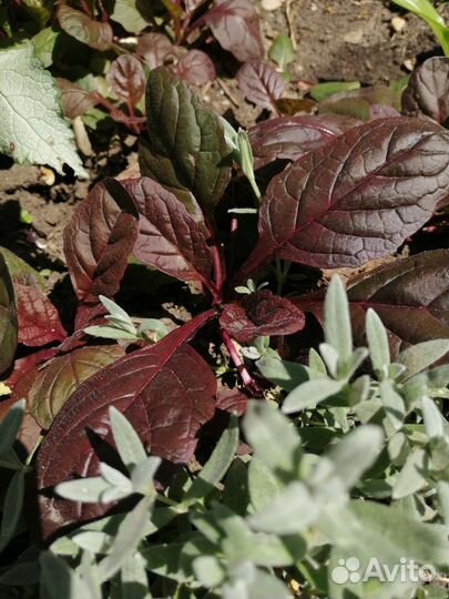 Живучка ползучая