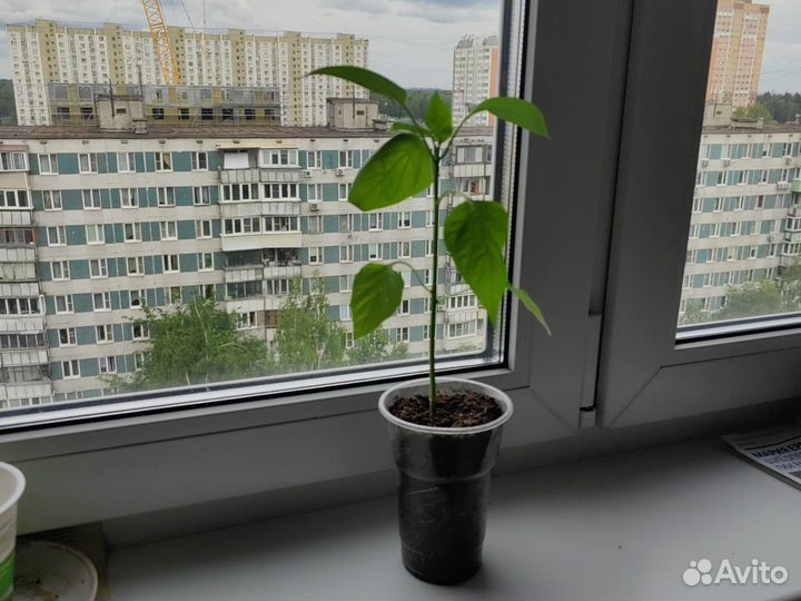 Рассада перцев и томатов