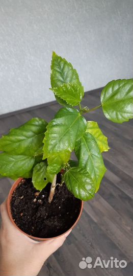 Кливия, гиппеаструм, шлюмбергера