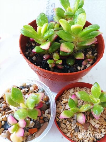 Суккуленты. Анакампсерос