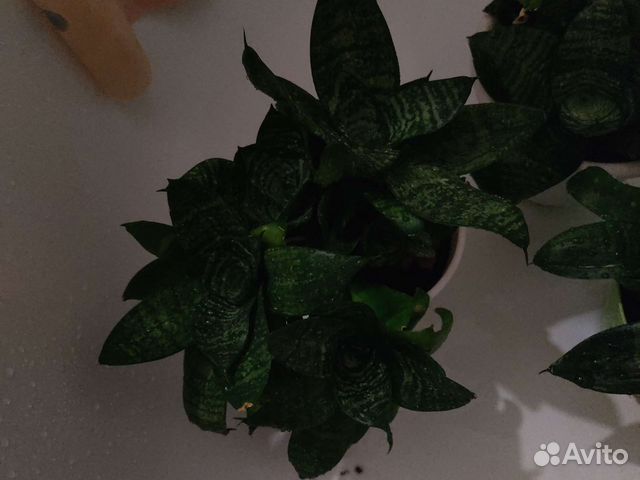 Сансевиерия щучий хвост