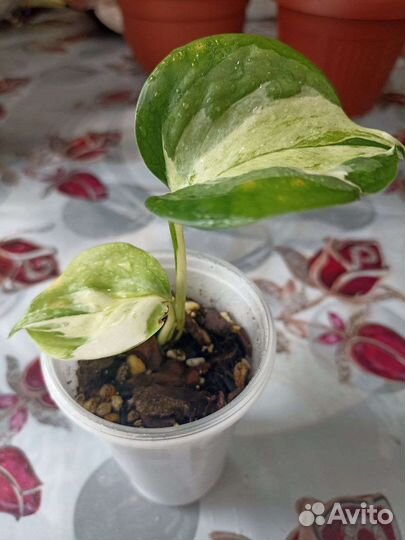 Сциндапсус марбл apple и традесканция зебрина