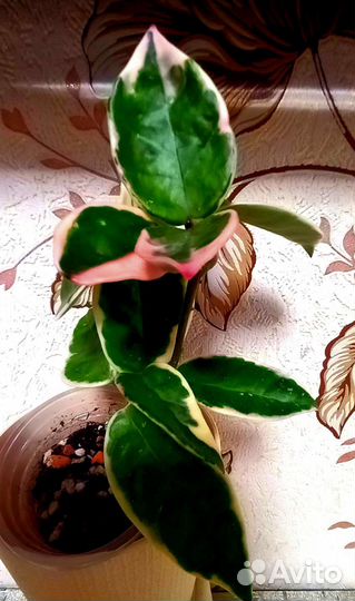 Хойи продажа