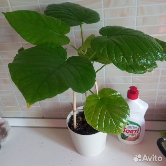 Домашние цветы