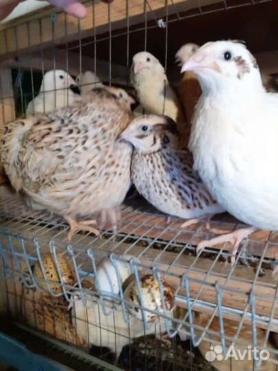 Несушка перепелка