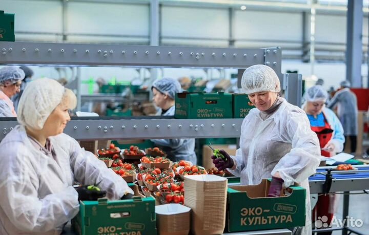 Вахта в Москве - Фасовщик / Упаковщик томатов