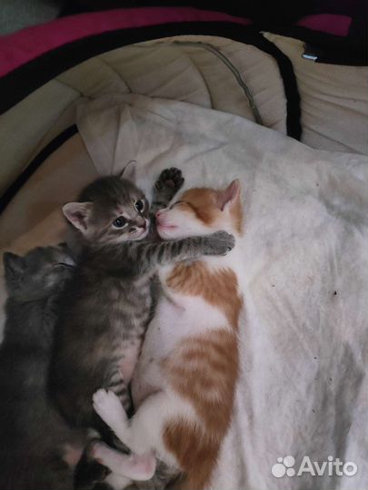 Котята в добрые руки