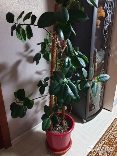 Комнатные цветы фикус