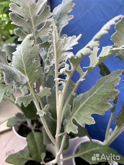 Рассада цветов